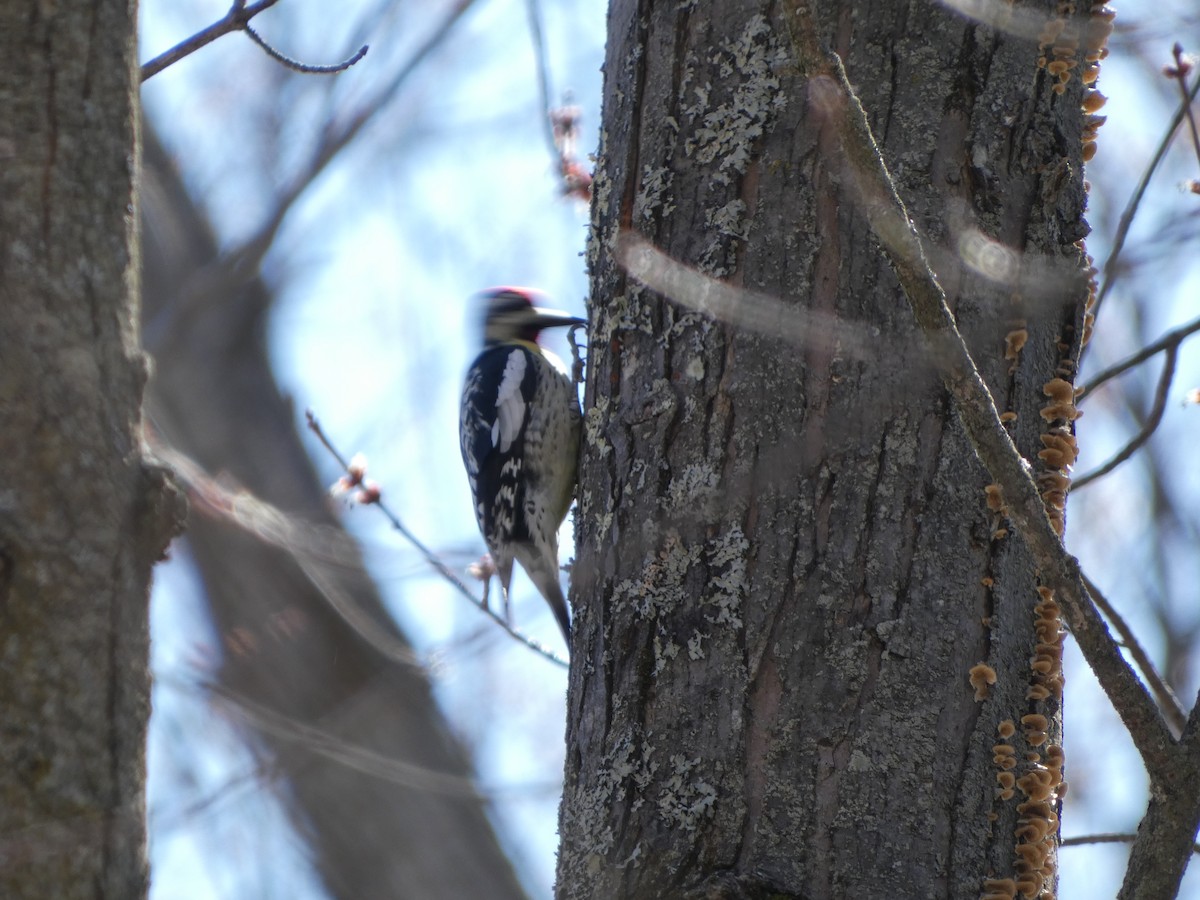 Yellow-bellied Sapsucker - ML633909461