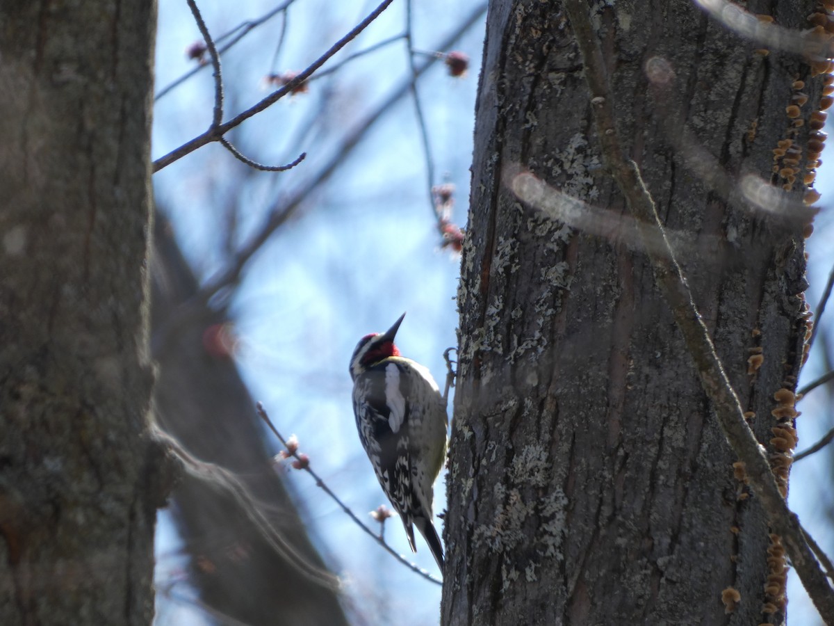 Yellow-bellied Sapsucker - ML633909472