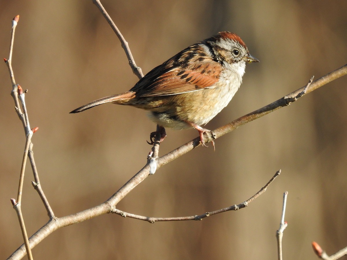 Swamp Sparrow - ML633909477