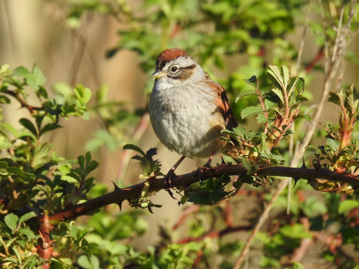 Swamp Sparrow - ML633909478