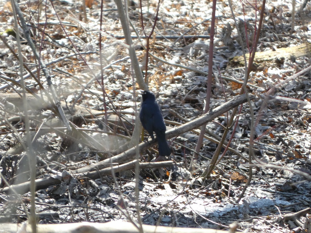 Rusty Blackbird - ML633909490