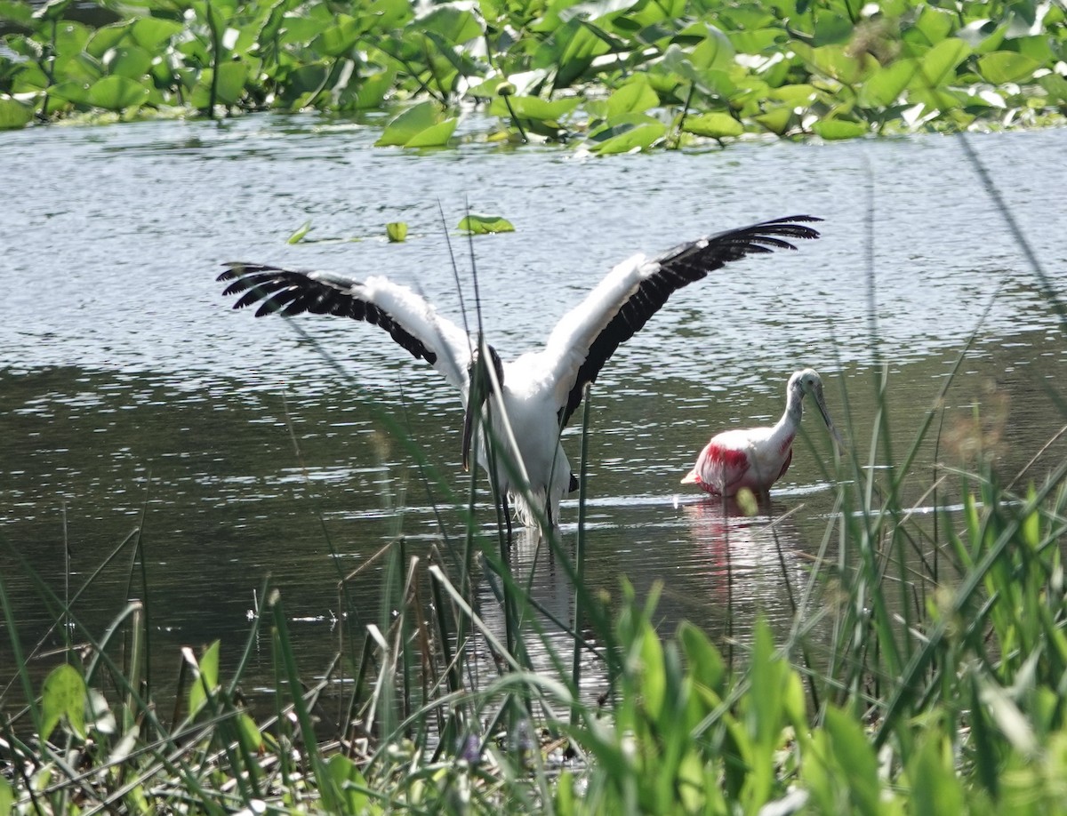 Wood Stork - ML633909500