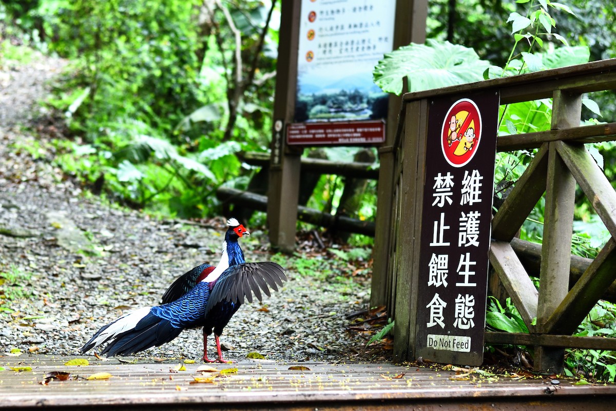 Swinhoe's Pheasant - ML633909521