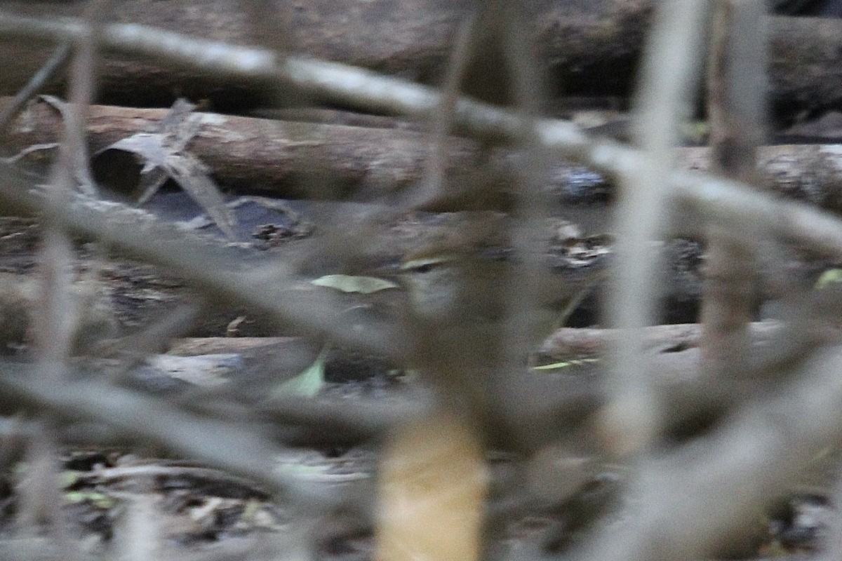 Swainson's Warbler - ML633909595