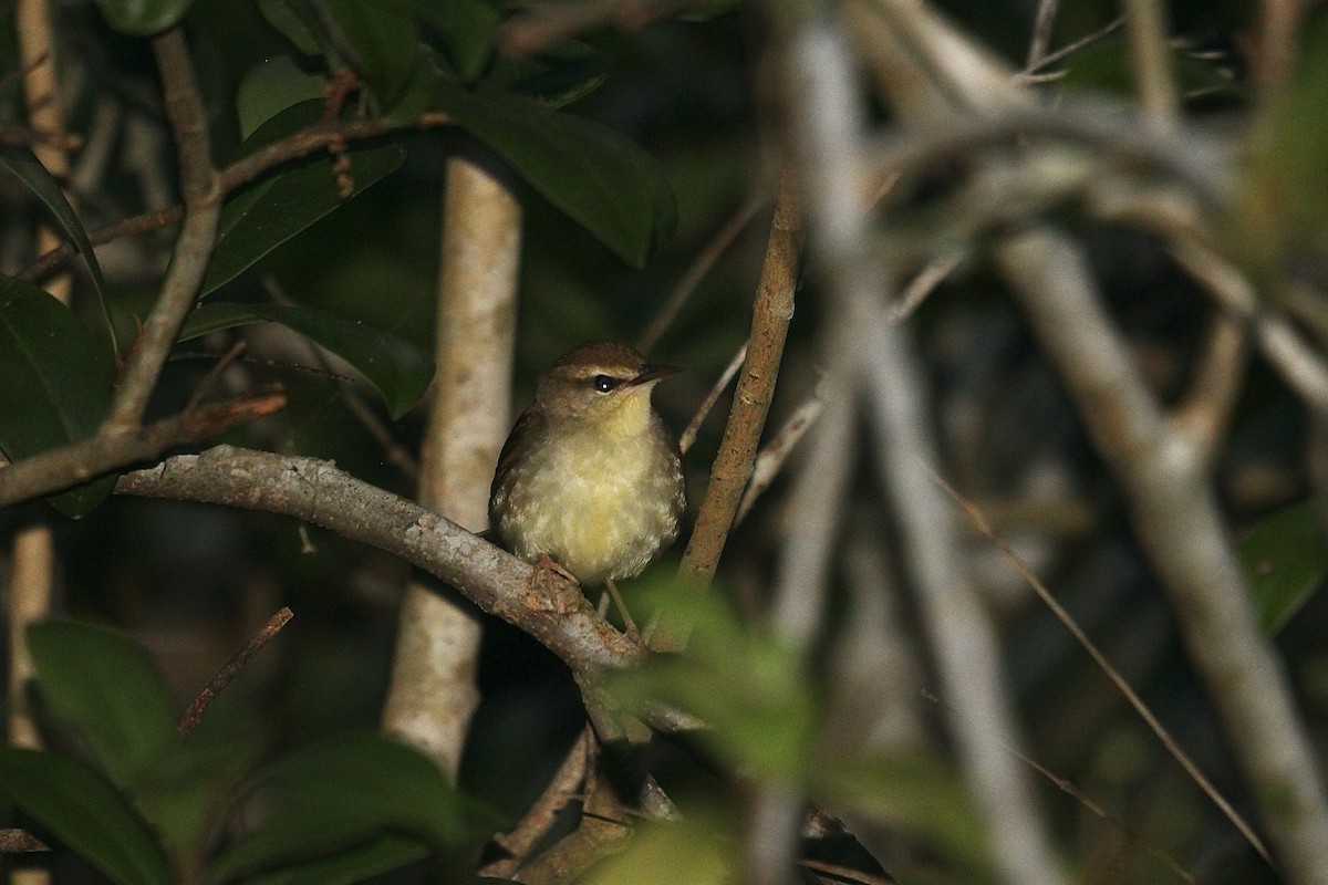 Swainson's Warbler - ML633909597