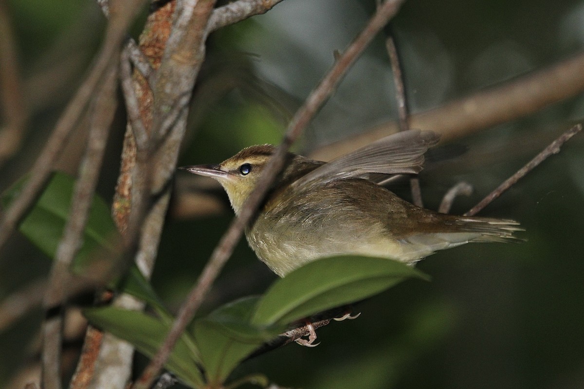 Swainson's Warbler - ML633909598