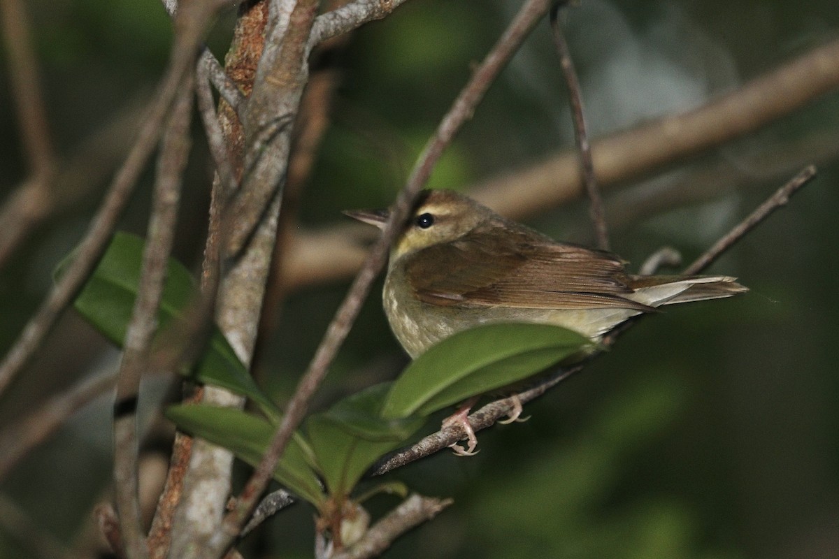 Swainson's Warbler - ML633909599