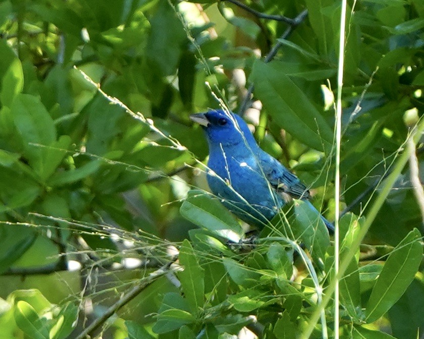 Indigo Bunting - ML633909650