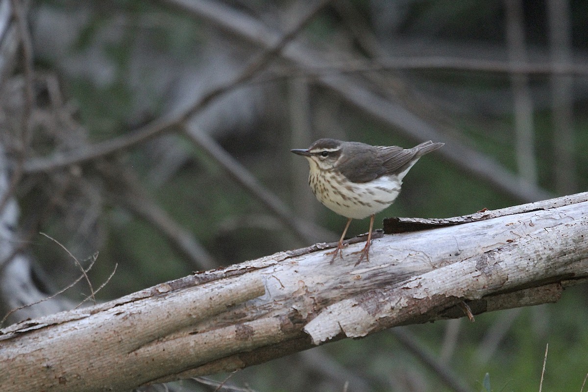 Louisiana Waterthrush - ML633909675
