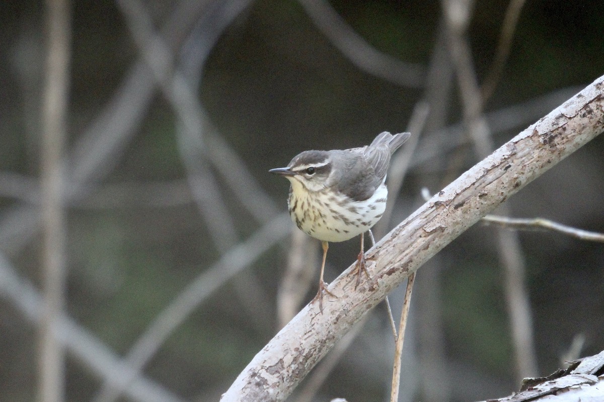 Louisiana Waterthrush - ML633909676