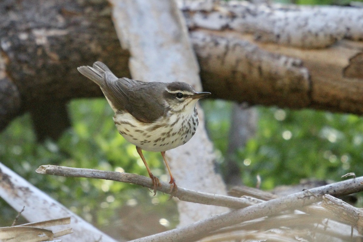 Louisiana Waterthrush - ML633909677