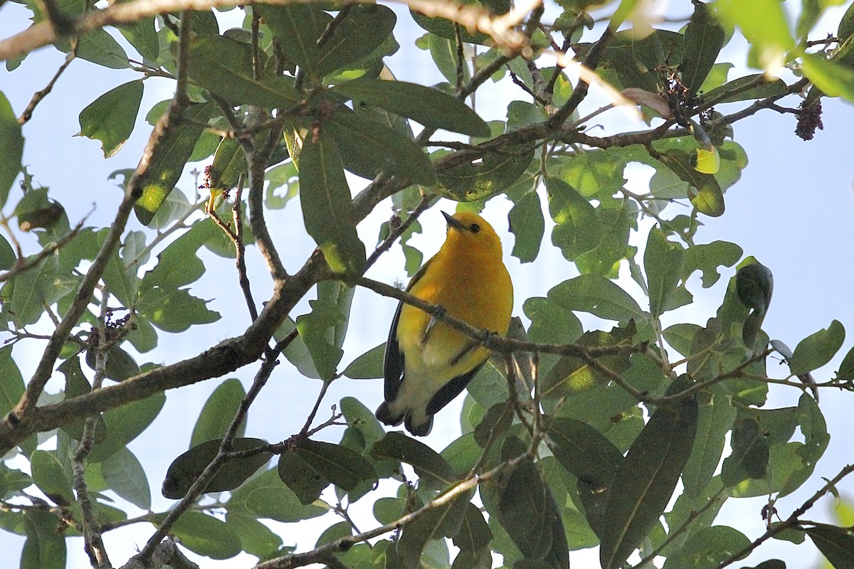 Prothonotary Warbler - ML633909682
