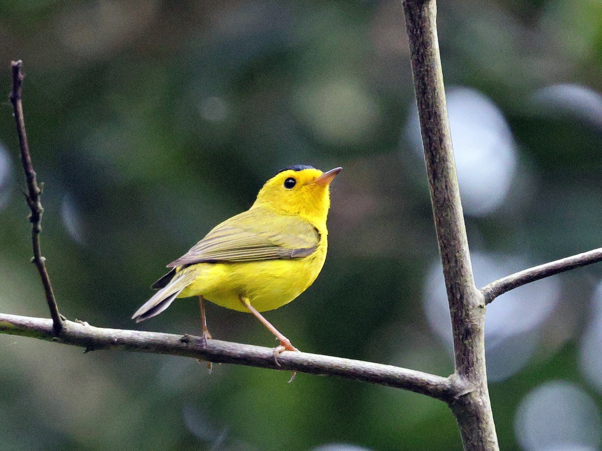 Wilson's Warbler - ML633909767