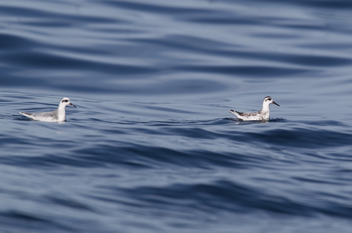 Улаан сэлээхэй - ML633909769