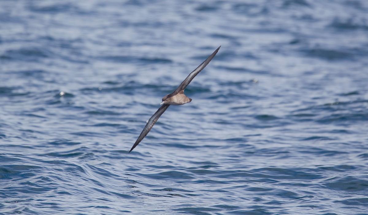 Sooty Shearwater - ML633909774