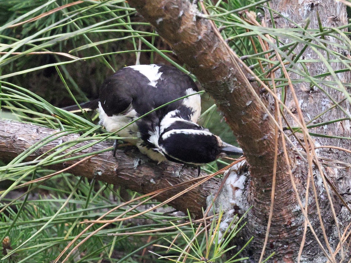 Hairy Woodpecker - ML633909795