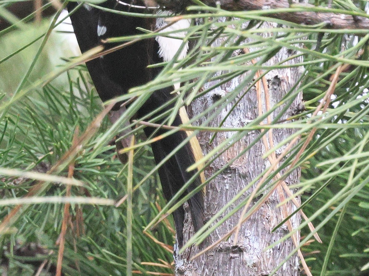 Hairy Woodpecker - ML633909796