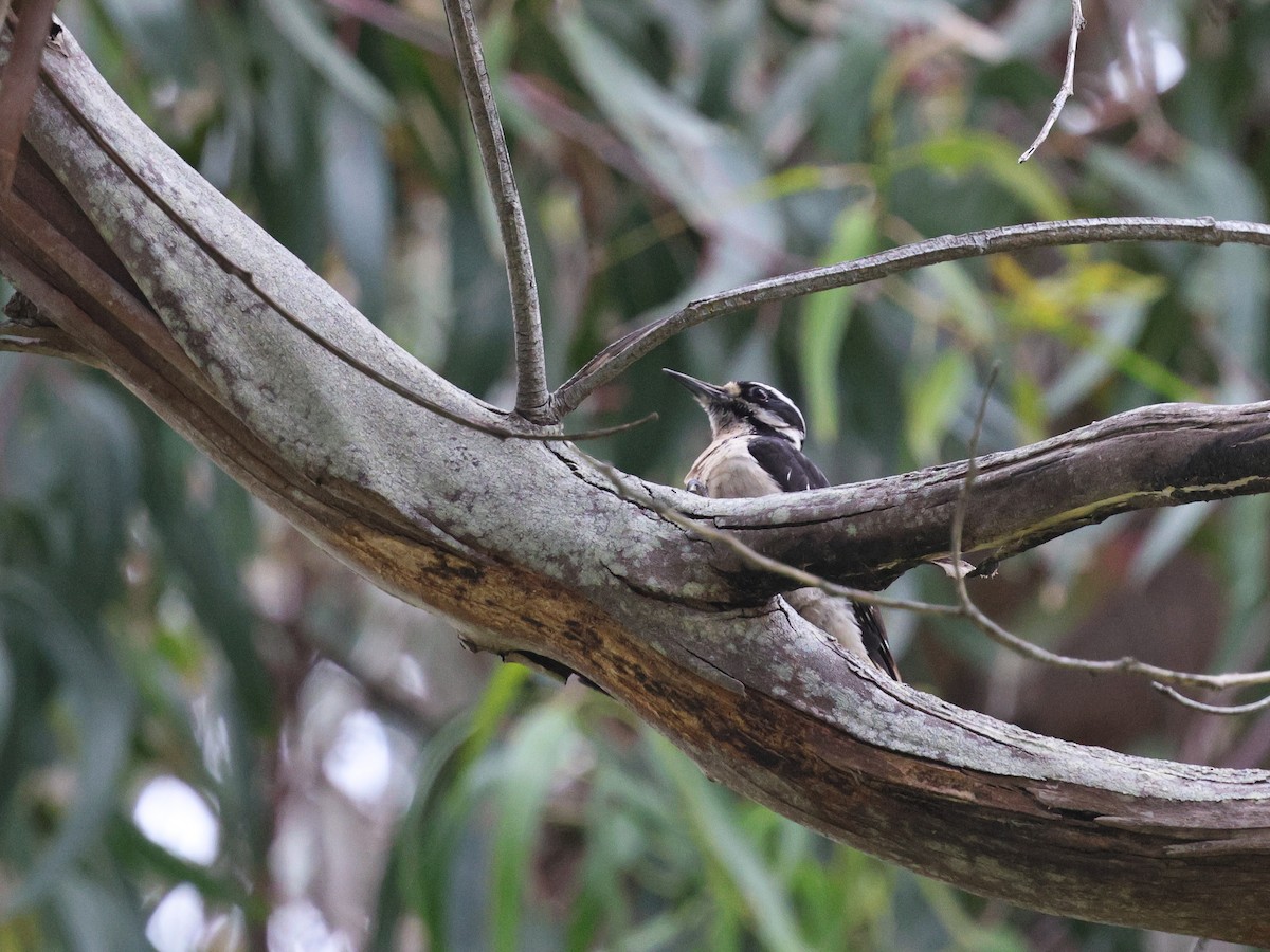Hairy Woodpecker - ML633909797