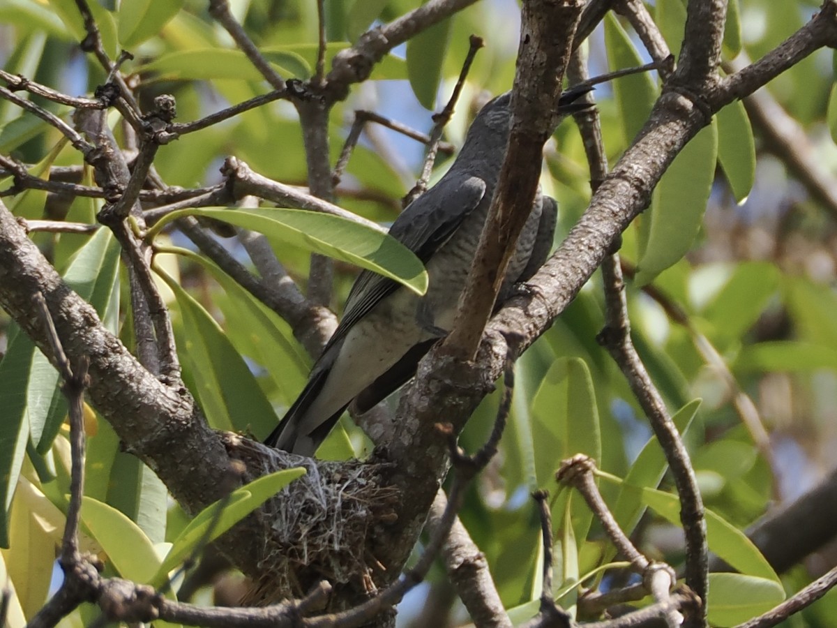 Indochinese Cuckooshrike - ML633909807