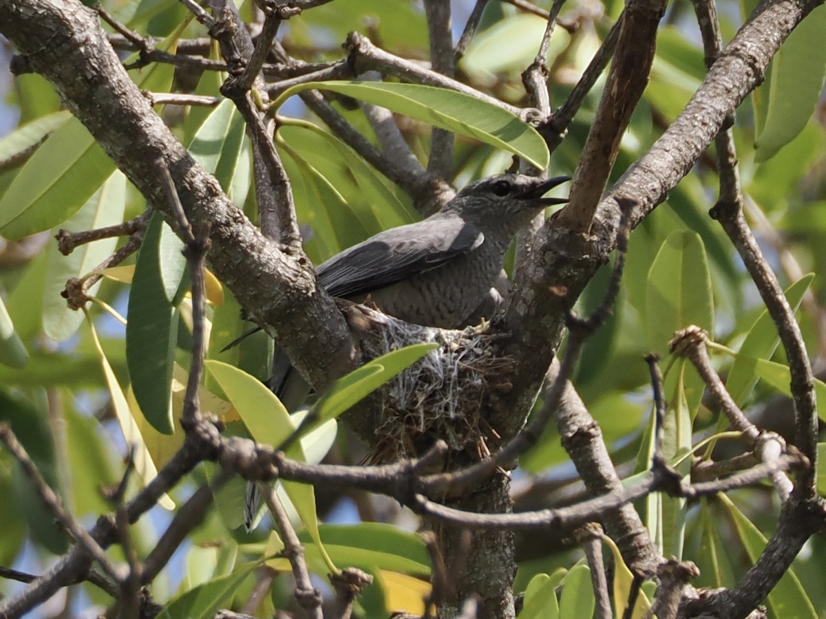 Indochinese Cuckooshrike - ML633909828