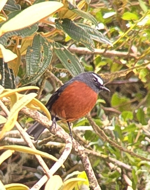 Chestnut-bellied Chat-Tyrant - ML633909854
