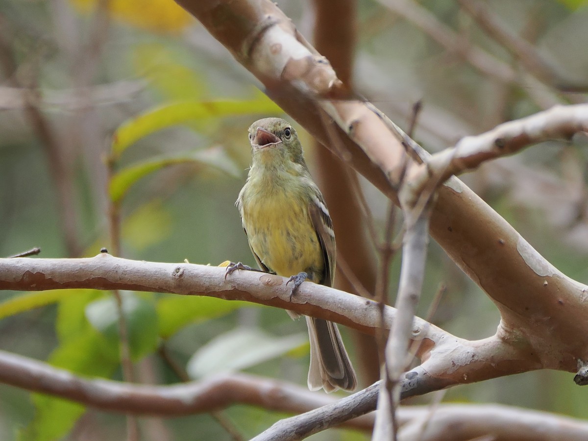 Flat-billed Vireo - ML633910143