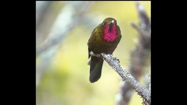 Neblina Metaltail - ML633910215