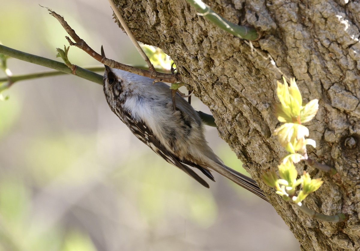 Brown Creeper - ML633910229