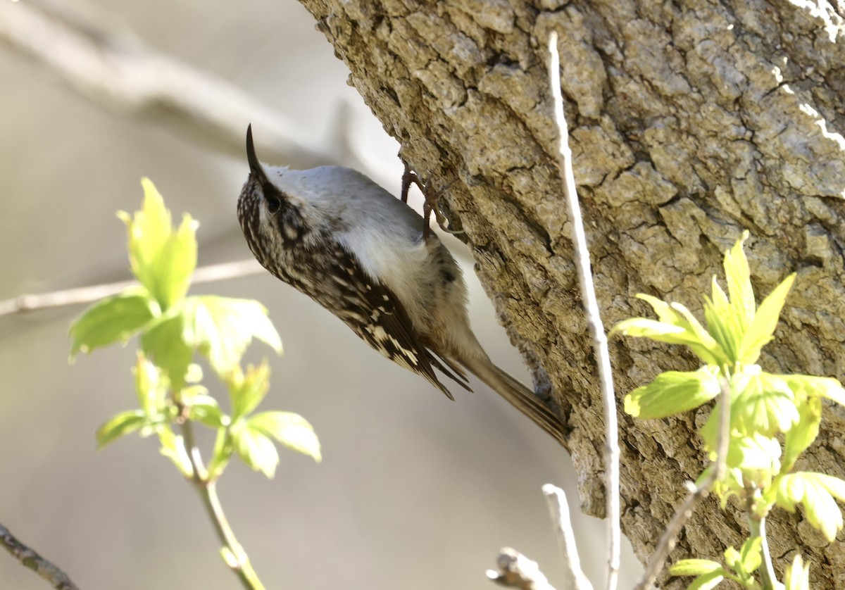 Brown Creeper - ML633910230