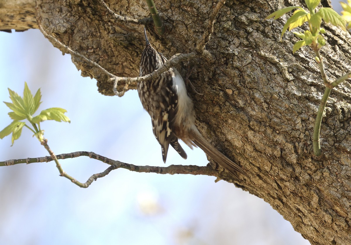 Brown Creeper - ML633910231