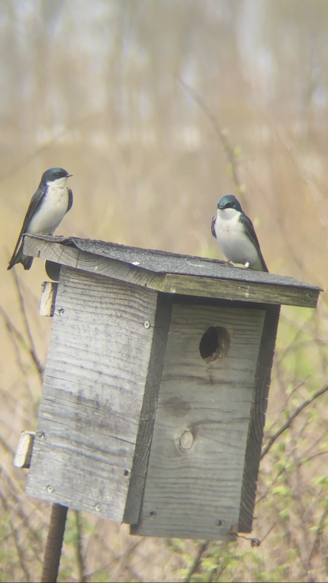 Tree Swallow - ML633910255