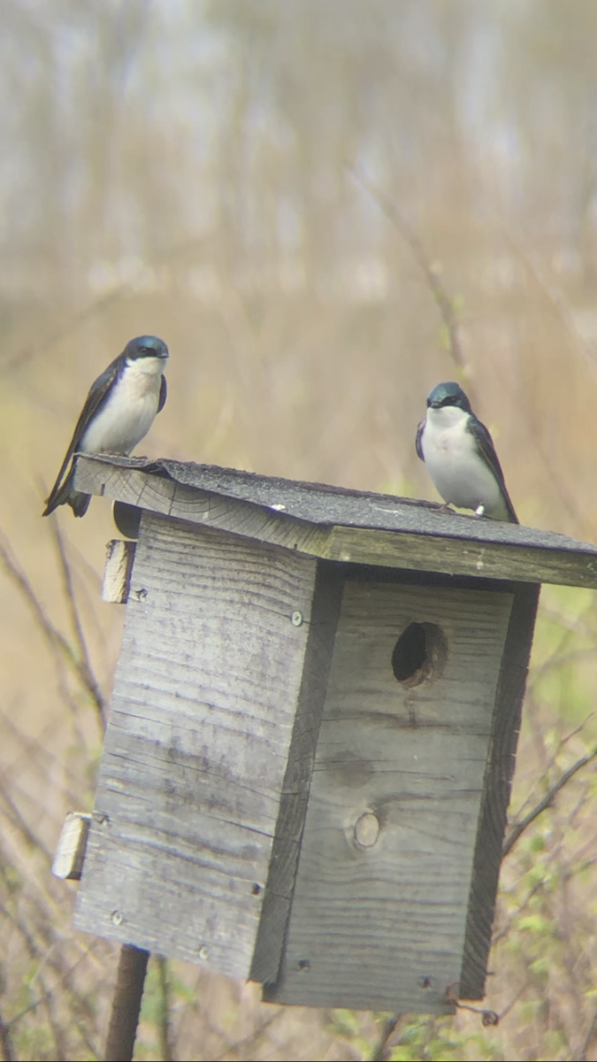 Tree Swallow - ML633910257