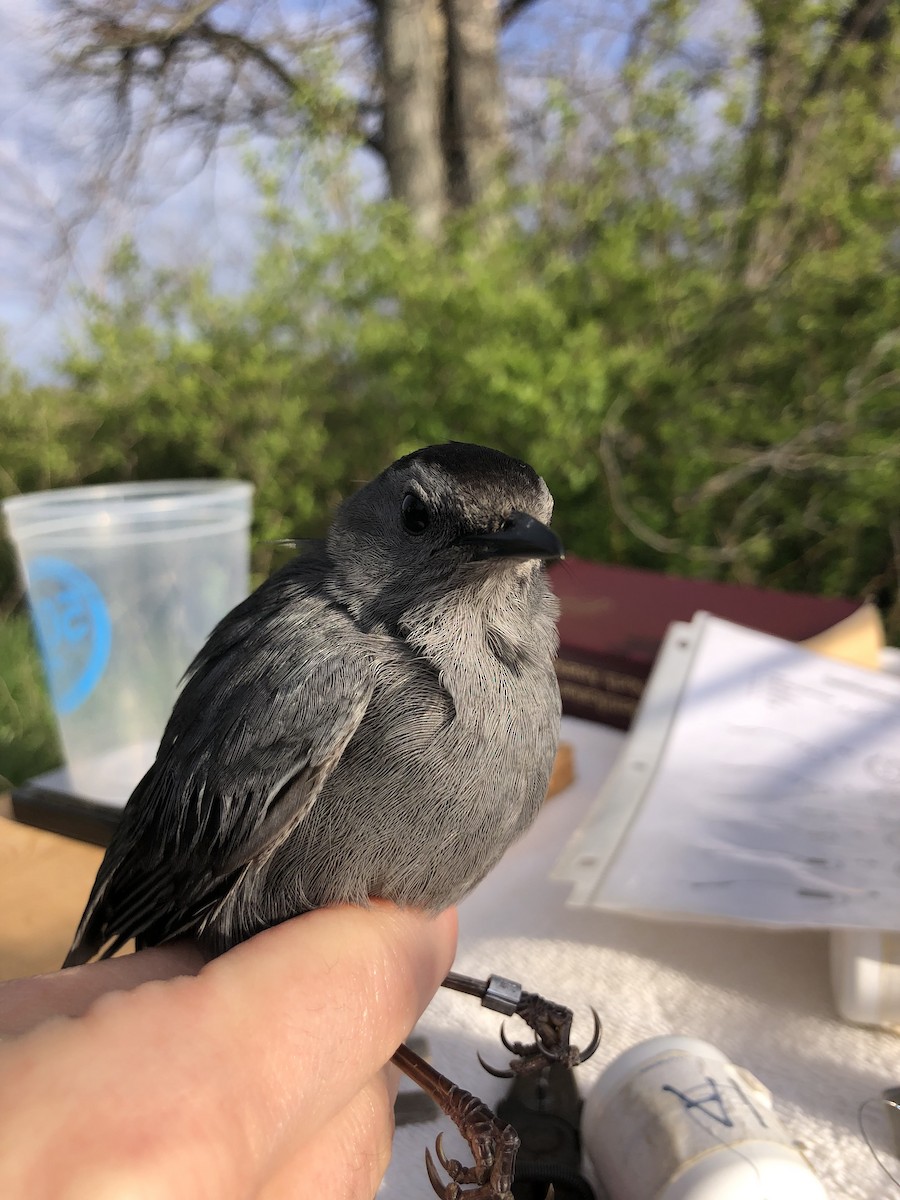 Gray Catbird - ML633910338