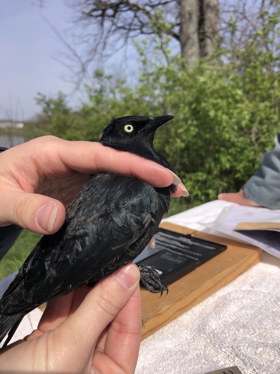 Rusty Blackbird - ML633910364