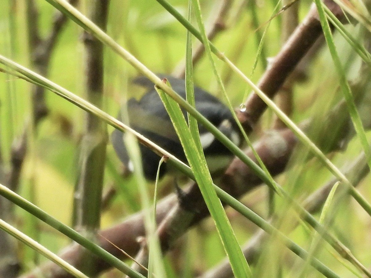 Lesson's Seedeater - ML633910367