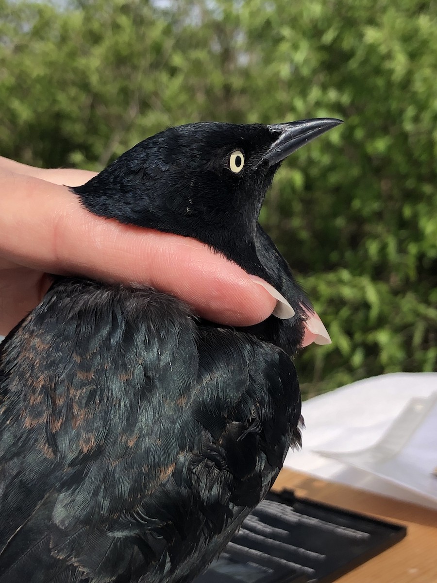 Rusty Blackbird - ML633910396