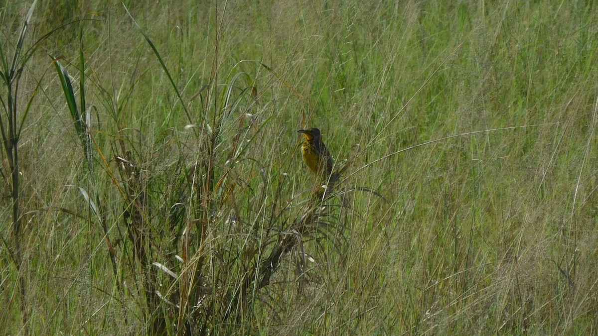 Pangani Longclaw - ML633910545