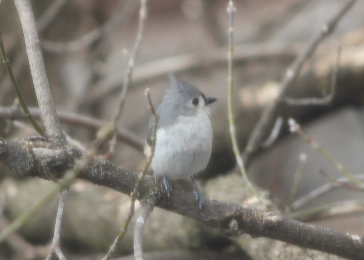 Tufted Titmouse - ML633910644
