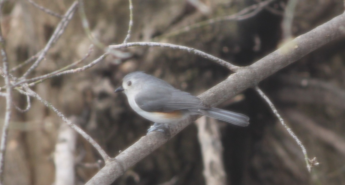 Tufted Titmouse - ML633910651