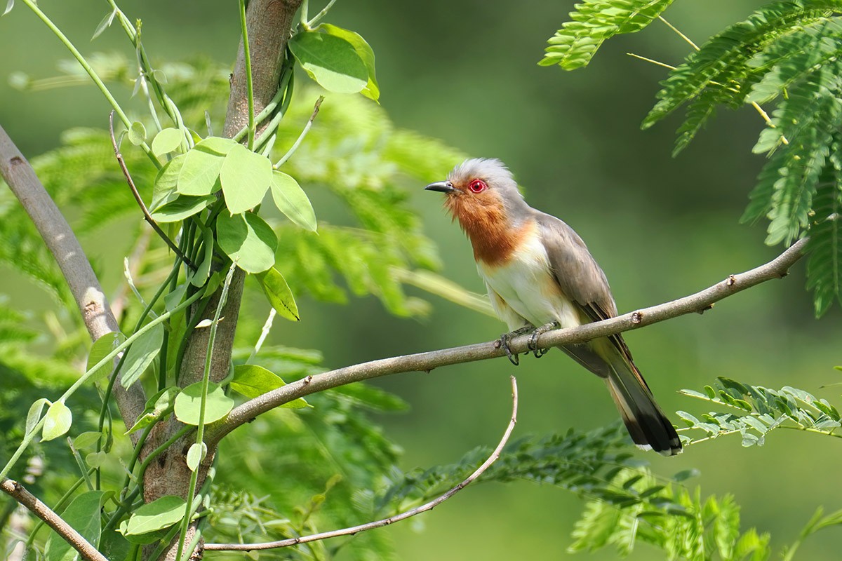 Dwarf Cuckoo - ML633910723