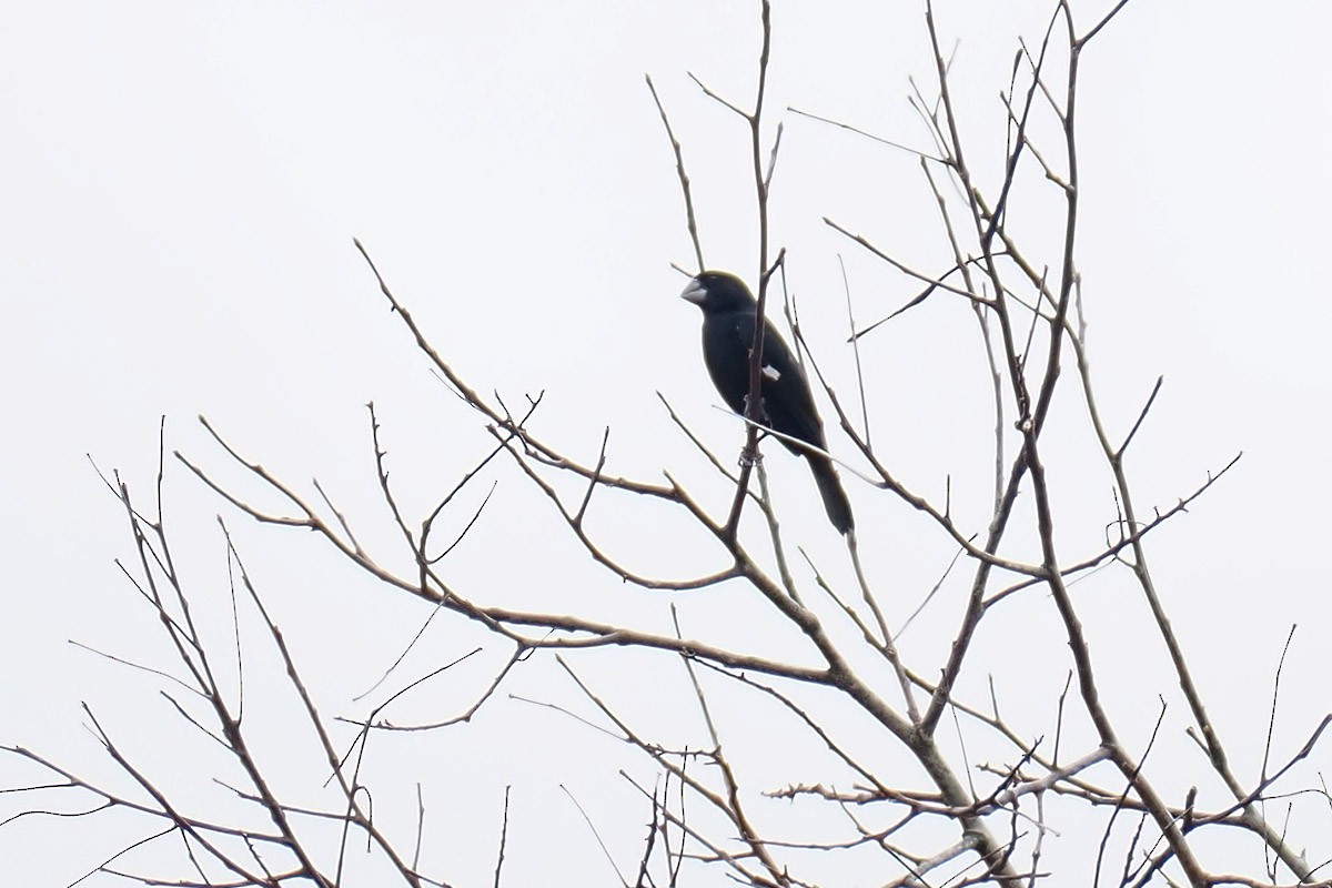 Large-billed Seed-Finch - ML633910919
