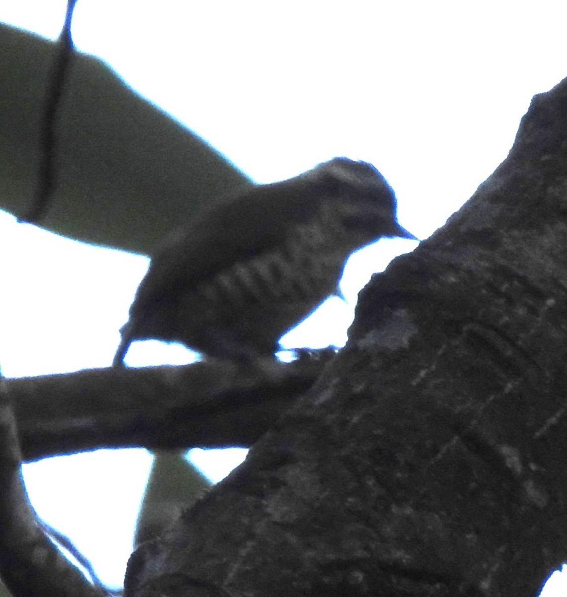 Speckled Piculet - ML633910962