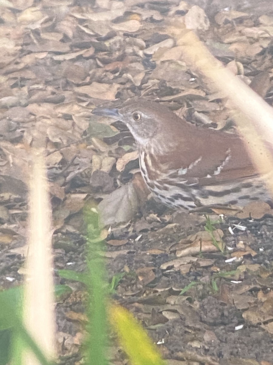 Brown Thrasher - ML633911314