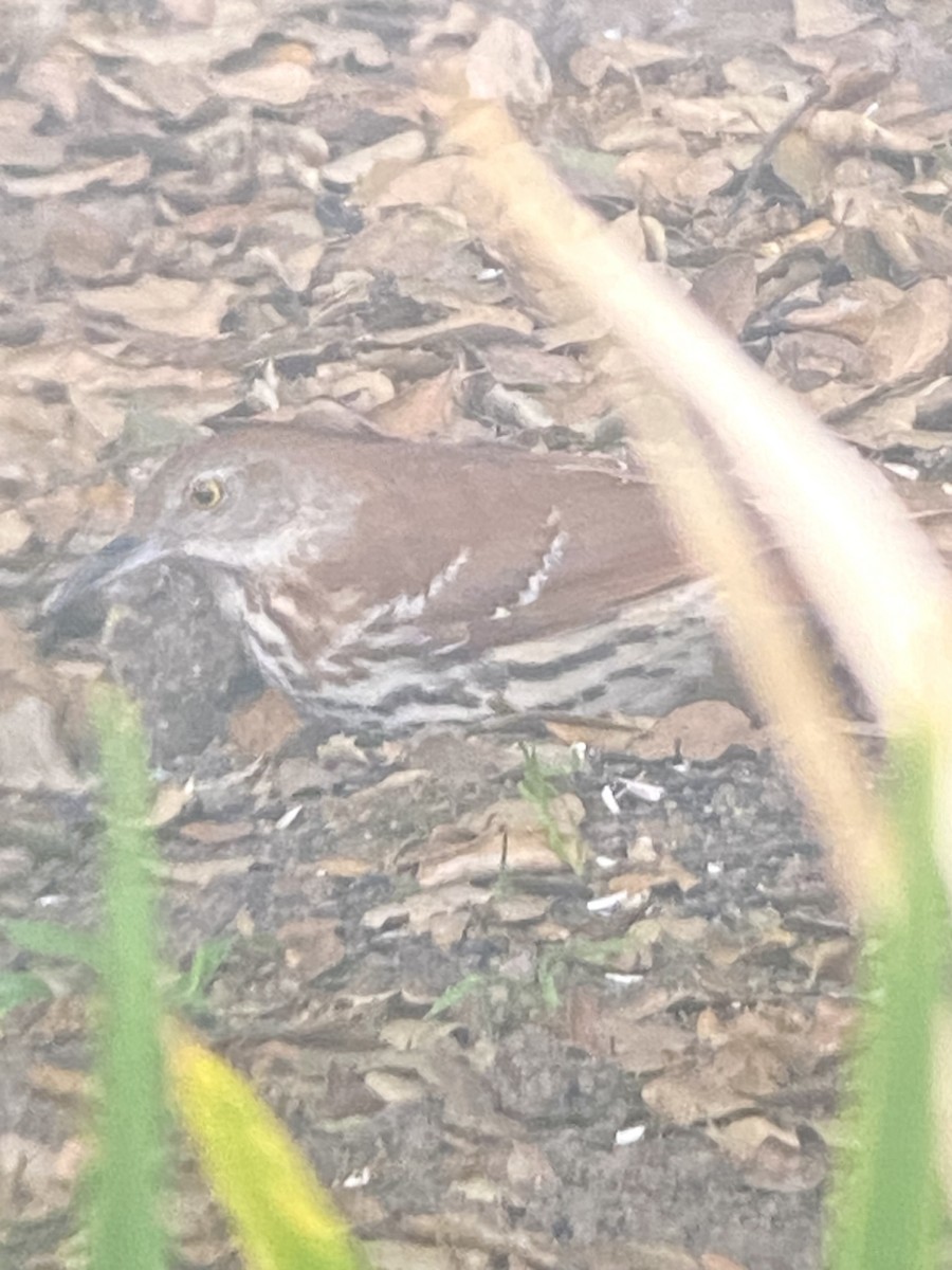 Brown Thrasher - ML633911315