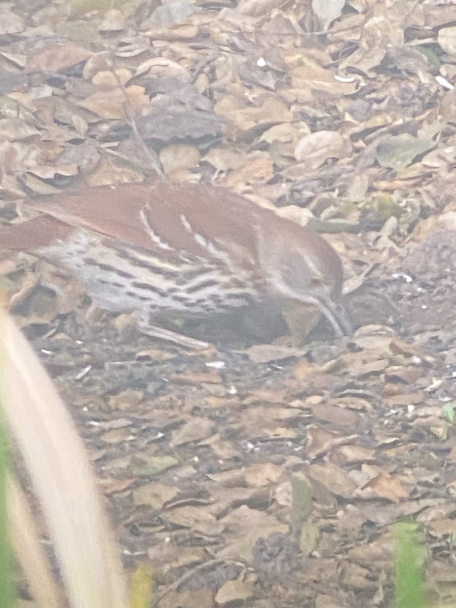 Brown Thrasher - ML633911316