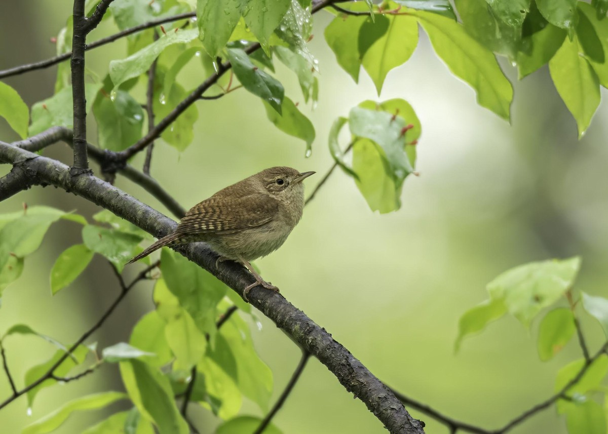 Northern House Wren - ML633911330