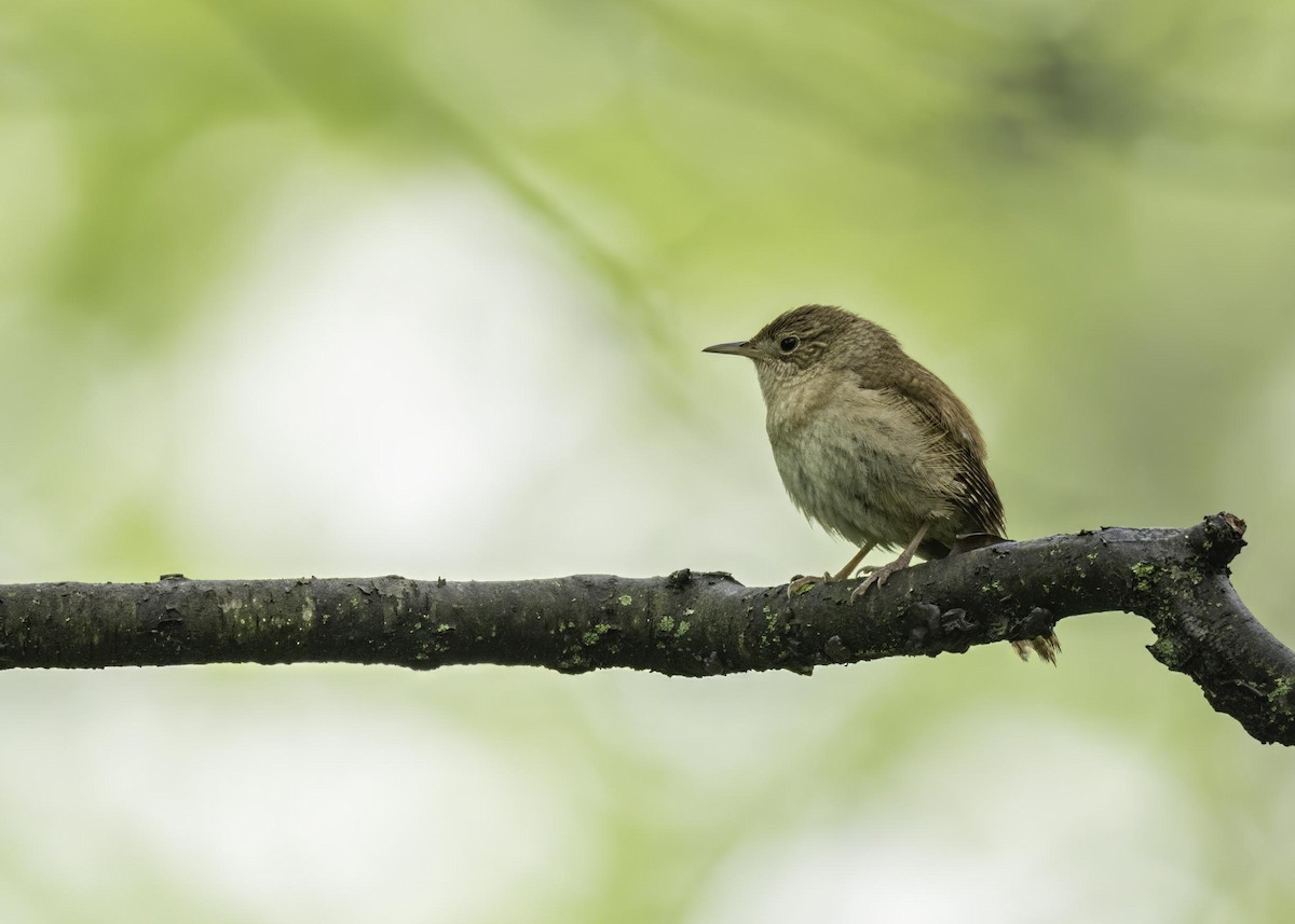 Northern House Wren - ML633911340
