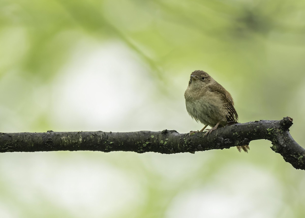 Northern House Wren - ML633911341