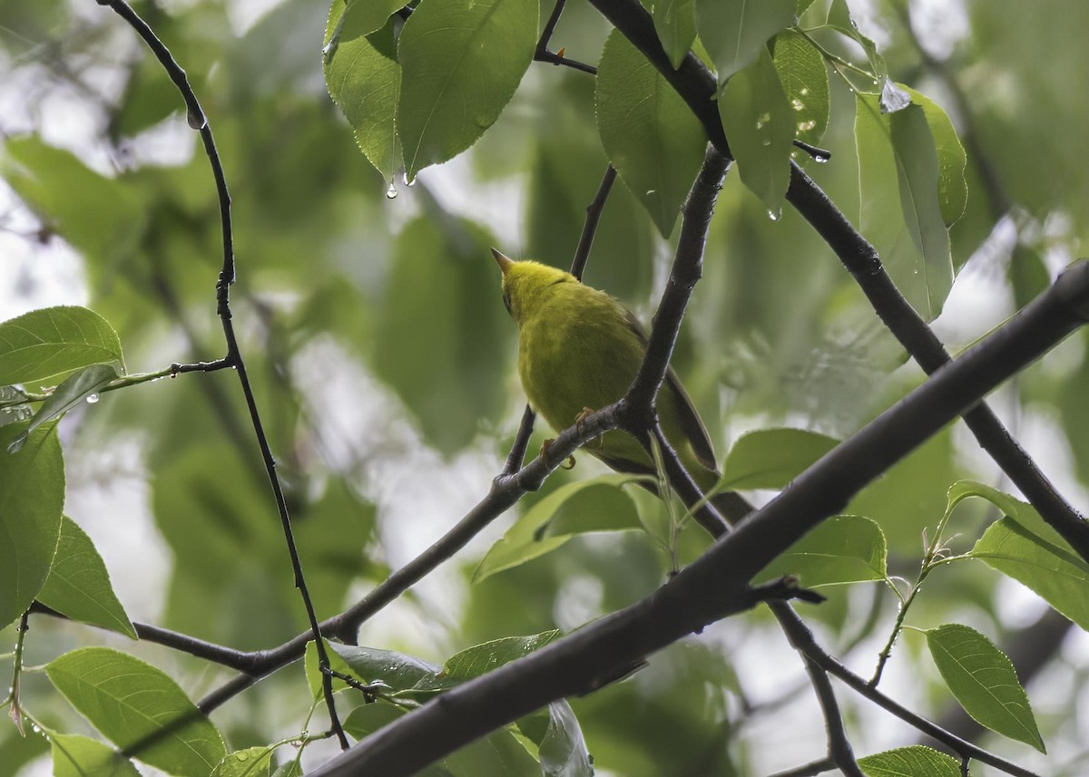 Wilson's Warbler - ML633911353