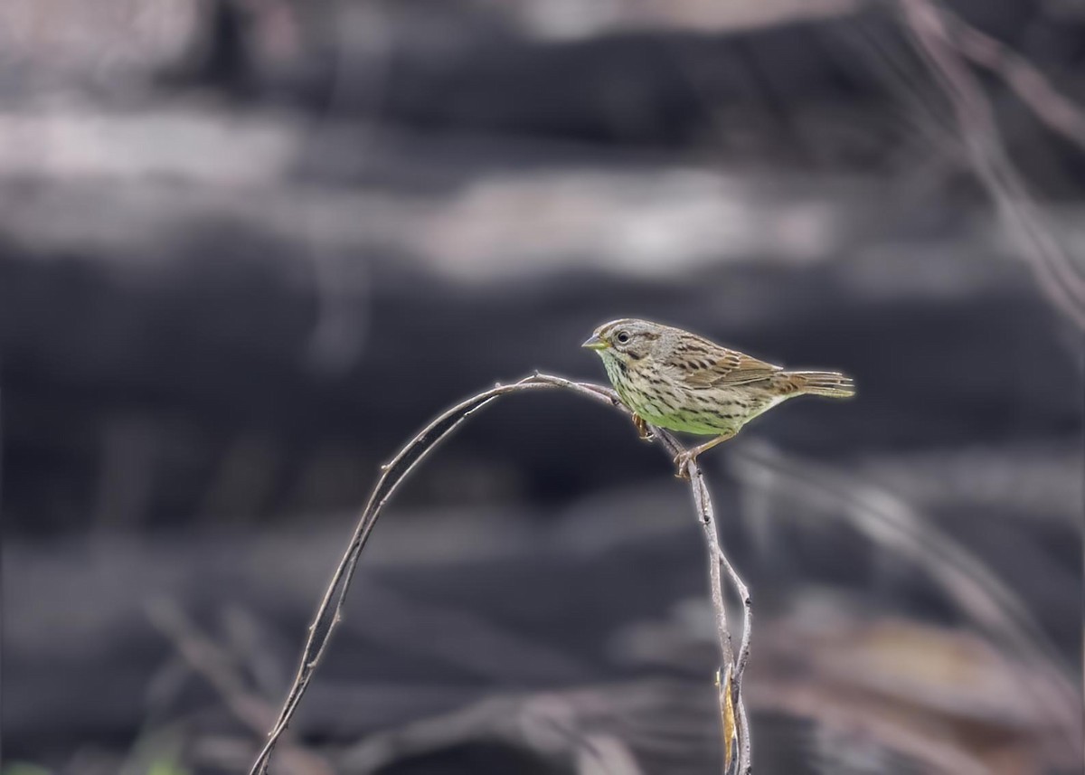 Lincoln's Sparrow - ML633911373